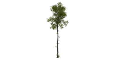 Beautiful side plan of trees all trees short trees and shrubs png