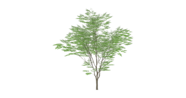 Beautiful side plan of trees all trees short trees and shrubs png