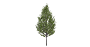 Beautiful side plan of trees all trees short trees and shrubs png