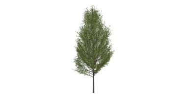 Beautiful side plan of trees tall trees short treesand shrubs png