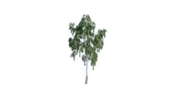 bellissimo lato Piano di alberi tutti alberi corto alberi e arbusti png