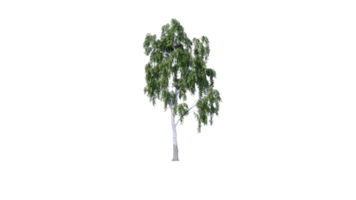 hermosa lado plan de arboles todas arboles corto arboles y arbustos png