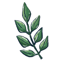 Set of leaves png