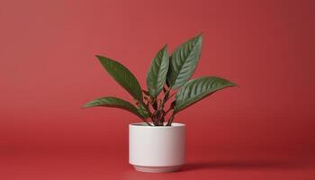 AI generated Minimalist arrangement of natural plant on red background photo
