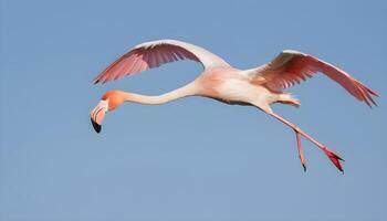 AI generated Greater flamingo, phoenicopterus roseus, flying in the sky in Camargue, France photo