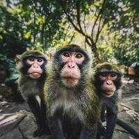 AI generated Closeup of Chinese mountain monkeys photo