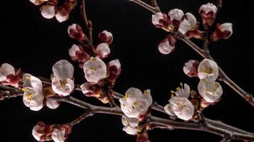 Spring flowers opening. Beautiful Spring Apricot tree blossom open timelapse, close up. Blooming backdrop on black background. video