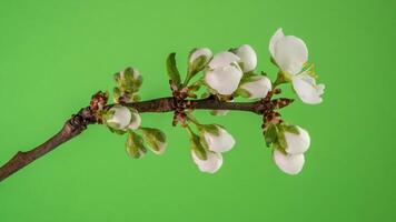 lapso de tiempo de primavera flores apertura. hermosa primavera árbol de manzana florecer abierto. blanco flores floración en verde antecedentes. macro disparo. video