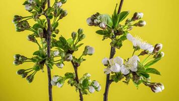 Zeitraffer von Frühling Blumen Öffnung. schön Frühling Apfelbaum blühen offen. Weiß Blumen blühen auf Gelb Hintergrund. Makro Schuss video