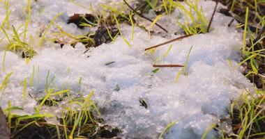 macro espaço de tempo tiro do brilhante Derretendo neve partículas girando para dentro líquido água e revelação ramo Natal árvore, pinho cone e verde grama. mudança do estação a partir de inverno para Primavera dentro a floresta. video