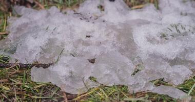 macro espaço de tempo tiro do brilhante Derretendo neve partículas girando para dentro líquido água e revelação verde Relva e pinho cone. mudança do estação a partir de inverno para Primavera dentro a floresta. video