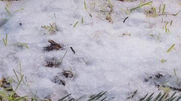 macro espaço de tempo tiro do brilhante Derretendo neve partículas girando para dentro líquido água e revelação verde Relva e folhas. mudança do estação a partir de inverno para Primavera dentro a floresta. video