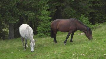 Horses feeding off grass at highland pasture. Domestic farm equine mammals grazing in green fields. video