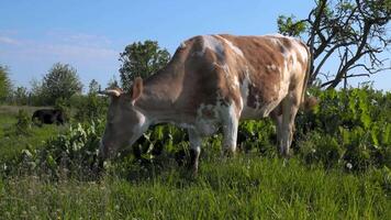 The cow is grazing in the pasture. Close-up. video