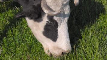 le vache est pâturage dans le pâturage. tête de une vache fermer. video