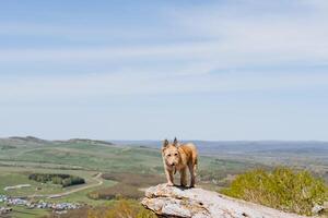 A small puppy stands on a high mountain looking down, a dog of red color, a hairy pet walking in nature. photo