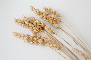 AI generated Several stalks of wheat arranged on a white background. photo