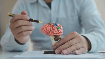 neurólogo mano señalando cerebro anatomía humano modelo y cerebro enfermedad lesión en blanco fondo.parte de humano cuerpo modelo con Organo sistema para salud y médico estudiante estudiar en universidad. video