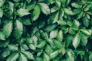 Green Leaves background wallpaper backdrop photo