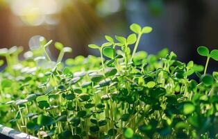 ai generado vibrante verde plántulas floreciente en iluminado por el sol comercial invernadero bandejas foto