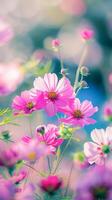 AI generated Vibrant Array of Cosmo Flowers Blooming in a Lush Garden During Springtime photo