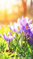 AI generated Purple Crocus Flowers Blooming in a Sunny Spring Field at Dawn photo