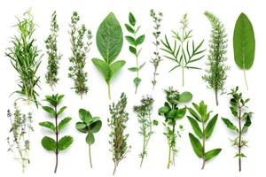 AI generated Assortment of Fresh Culinary Herbs Isolated on White Background photo