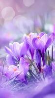 AI generated Purple Crocus Flowers Blooming in a Sunny Spring Field at Dawn photo
