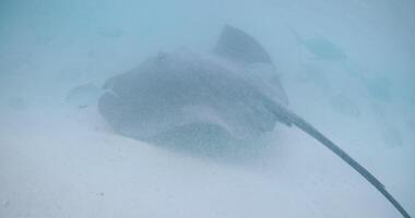 pijlstaartrog vis onderwater- in oceaan Bij Frans Polynesië of Maldiven. video