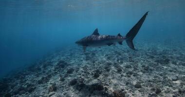 tiger haj simning i blå hav. dykning med tiger hajar i maldiverna video