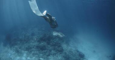 mujer se desliza submarino con mantarraya pescado en tropical azul océano. video