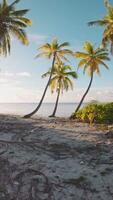 First-person view view with coconut palms trees o beach in Seychelles. Vertical footage video