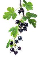 AI generated Fresh Black Currants With Vibrant Green Leaves Isolated on White Background photo