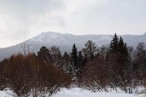 Snow-covered empty road without cars. A road going straight to the mountains. Tall mighty trees are covered with snow. A journey in the wild in winter photo