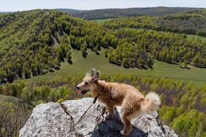 A dog wags its tail, a small red dog stands on a rock high in the mountains, sunny weather, a pet. photo