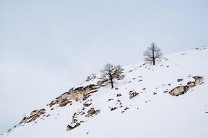 Snow-covered slope with lonely trees. Incredibly breathtaking mountain scenery. Rocky peaks. Clear sky. Minimalism photo