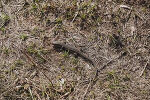 el lagartija despertó arriba en el primavera desde hibernación, el lagartija gatea en el seco césped ver desde arriba, disfrazado el animal en naturaleza. reptiles foto