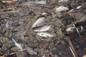 pantano tina muerto pez, muerto permanece de pescado en podrido agua, blanco ojos, envenenamiento de el reservorio. foto