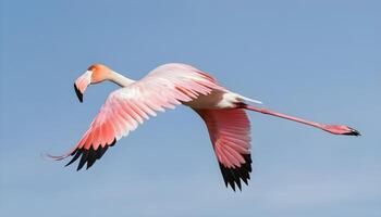 AI generated Greater flamingo, phoenicopterus roseus, flying in the sky in Camargue, France photo