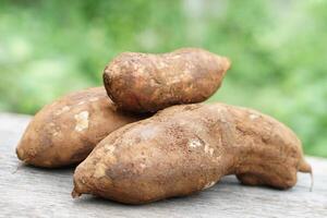 yacón o smalllanthus sonchifolius, comestible raíz plantas en jardín. concepto, agricultura cultivos, lata ser comido como Fresco frutas medicinal, herbario propiedades, bueno para salud. foto