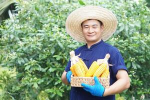 Handsome Asian man farmer wears hat, blue shirt,holds basket of corn pods or maizes in garden, feel confident. Concept, agriculture occupation. economic crops in Thailand. Thai farmer. photo