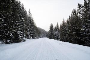 Snow-covered empty road without cars. A road going through snow-covered foresto the mountains. Tall mighty trees are covered with snow. A journey in the wild in winter photo