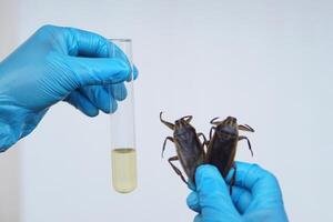 Close up scientist holds giant water bug or pimp to do science experiment about smell extract to mix food. Concept, research about insects and bugs. Scientific, biology lesson. photo