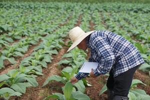 Asian farmer is observing and inspecting about growth and disease of plants at garden.  Concept, Take care after growing for the best quality agricultural product, research to develop crops. photo