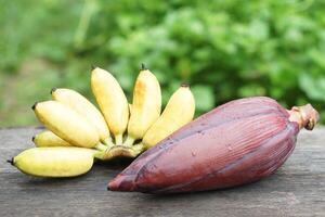 amarillo plátano frutas y comestible plátano flor. concepto, agricultura cosecha desde jardín. comida ingrediente lata ser cocido en variedad delicioso menú, tiene medicinal propiedades bueno para salud. foto