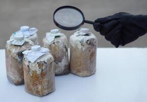 Hand wears black glove , hold magnifying glass to inspect fungus in mushroom seedling bags, Science experiment about expanding of fungus. Concept, Growing mushroom process. photo