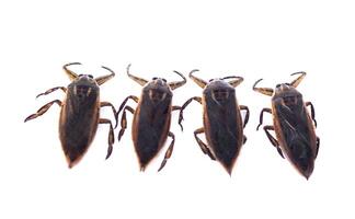 Four giant water bugs or pimps on white background. Pimp has a unique smell that can be used to flavor food. Concept, weird and edible insect. Food ingredient in Thailand. photo