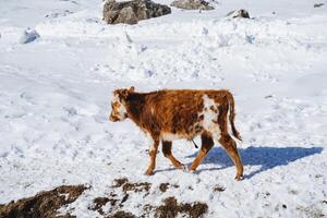 A young brown calf walks through the snow in winter. A cow in the background of snow. Pet. Cattle. photo