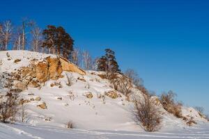 invierno paisaje raro arboles en el nieve. un montaña debajo el nieve en contra un azul cielo. un escena a puesta de sol. frío en Rusia. foto