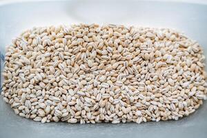 Pearl barley top view. White cereal. Pearl barley grains. photo